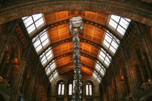 Museo de Historia Natural. Autor Roger Quayle de Flickr.