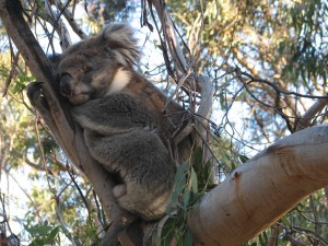 Koala en la Isla Phillip. Autor edwin.11 de Flickr.