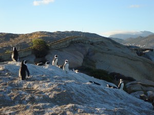 Pingüinos en la Playa Boulders. Autor mrkhgk de Flickr.
