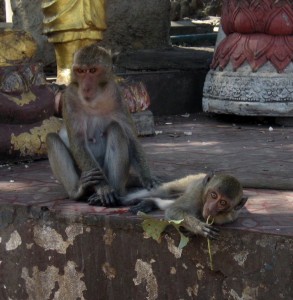 Los monos de Hua Hin. Autor Prince Roy de Flickr.