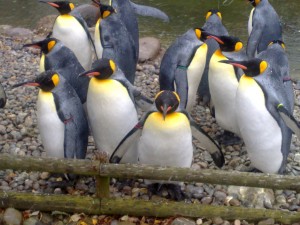 Marcha de los pingüinos. Autor lejoe de Flickr.