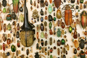 Exposición de insectos en el Museo Te Papa. Autor limaoscarjuliet de Flickr.