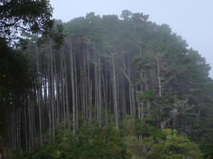 Naturaleza de Karori. Autor Teacher Traveler de Flickr.