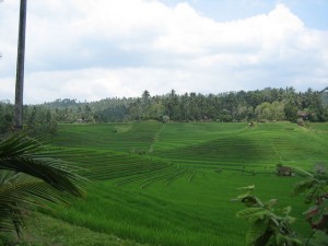 Arrozales en Bali. Autor perdrizat de Flickr.