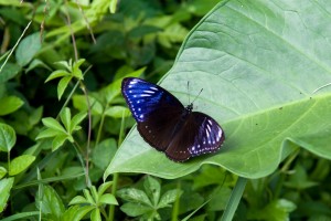 Mariposas de Bali. Autor Jesse Wagstaff de Flickr.