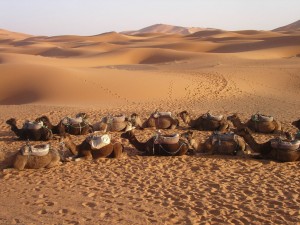 Camellos en Ouarzazate. Autor Shawn Allen de Flickr.