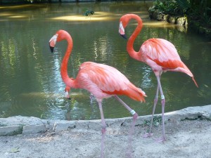 Flamencos rosas. Autor woofiegrrl de Flickr.