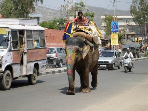 Elefante en Jaipur. Autor xiquinhosilva de Flickr.