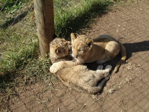 Parque de Leones. Autor cdngrlnaomi de Flickr.