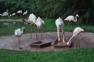 Zoo de Johanesburgo. Autor Bayhaus de Flickr.