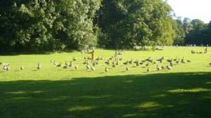 Englischer Garten. Autor Kent Wang de Flickr.