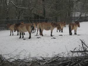 Hellabrunn Zoo. Autor pak21 de Flickr.