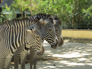 Zoo. Autor JorgeBRAZIL de Flickr.