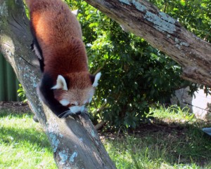 Zoo de Auckland. Autor atlai de Flickr.
