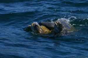 Tortuga. Autor eric.surfdude de Flickr.