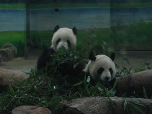 Zoo de Taipei. Autor Solana de Flickr.