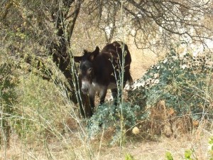 Burros. Autor Mannia&Titta de Flickr.