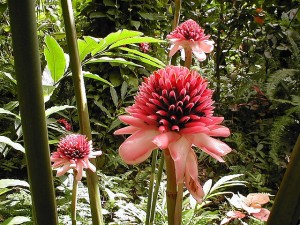 Jardines Botánicos Diamond. Autor firefirefirefire de Flickr.