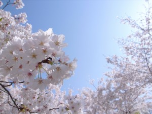 Sakura. Autor sakura_chihaya+ de Flickr.