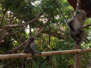 Monos en el monte. Autor Constantine Agustin de Flickr.