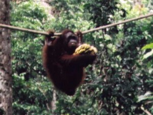 Orangutan. Autor NH53 de Flickr.