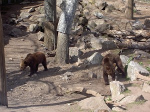 Osos en Skansen. Autor andrellv de Flickr.