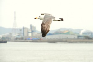 Ferry. Autor parhessiastes de Flickr.