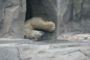 Zoo Alaska. Autor bradley.hague de Flickr.