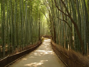 Bambu. Autor jscatty de Flickr.