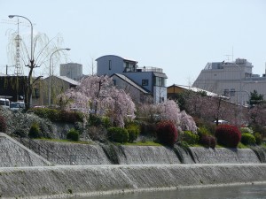 Cerezo y rio. Autor Metro Centric de Flickr.