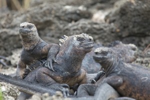 Iguanas. Autor Nicolas de Camaret Ndecam de Flickr.