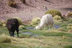 Llamas. Autor Carlos Varela de Flickr.