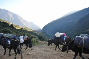 http://www.publicdomainpictures.net/view-image.php?image=68131&picture=yaks-en-el-himalaya